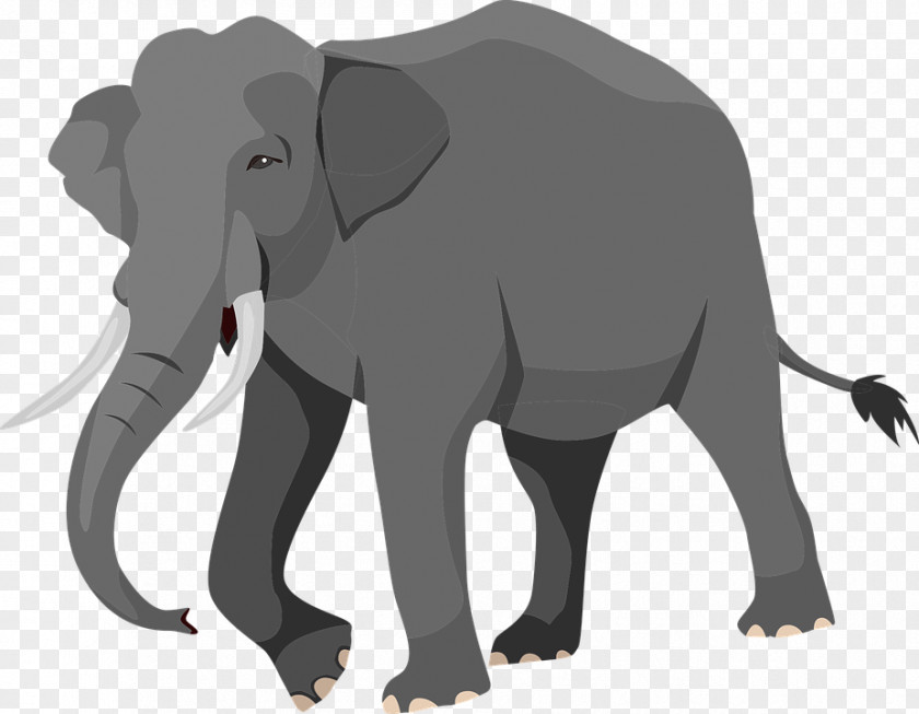 Baby Elephant Indian African Elephantidae PNG
