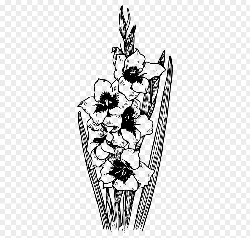Botanical Flower Coloring Book Abyssinian Gladiolus Communis Drawing Stock Photography PNG