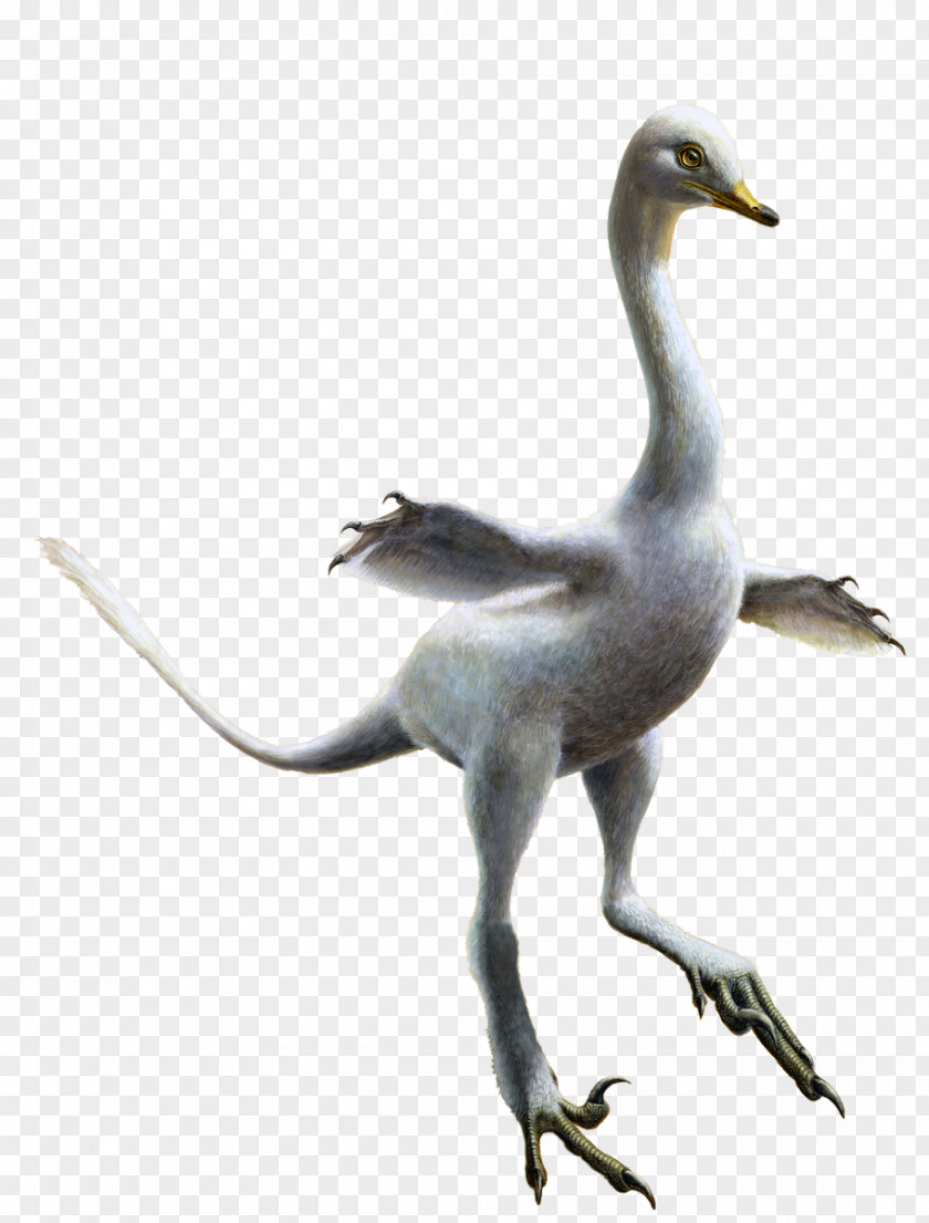 Dinosaur Velociraptor Halszkaraptor Reptile Penguin PNG