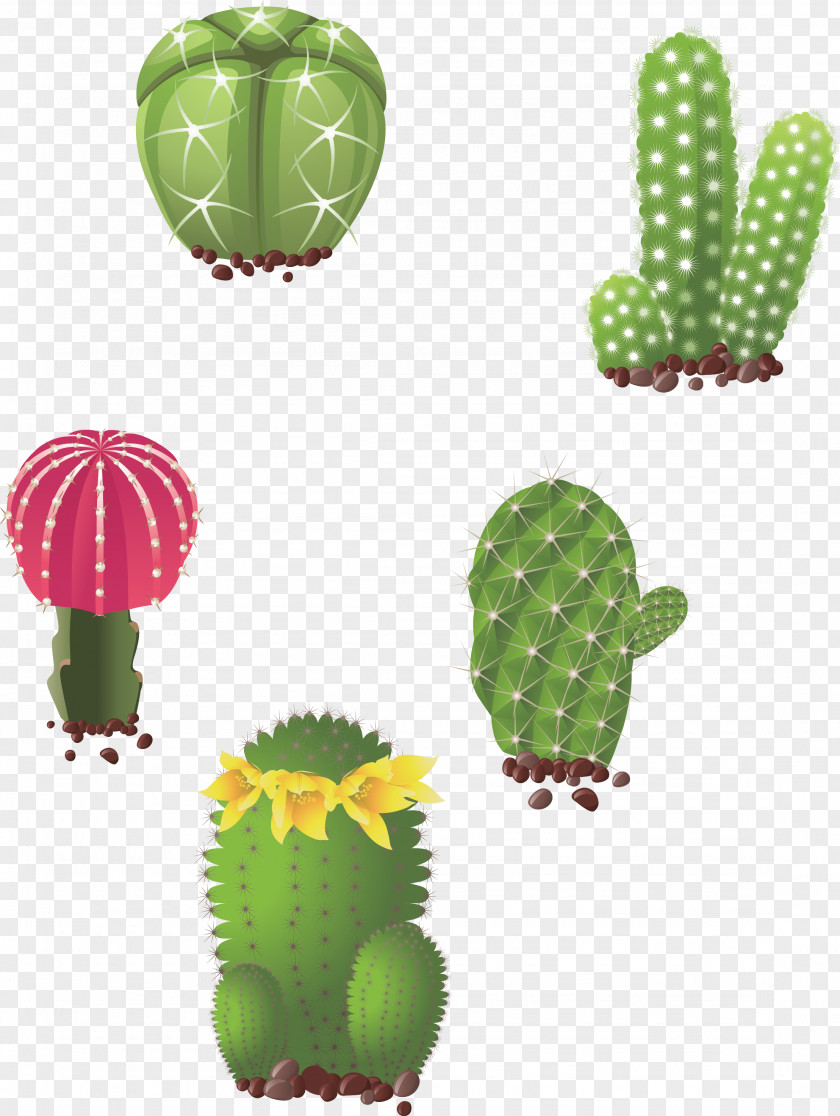 Hand Drawn Prickly Pear Cactaceae Succulent Plant Drawing Illustration PNG