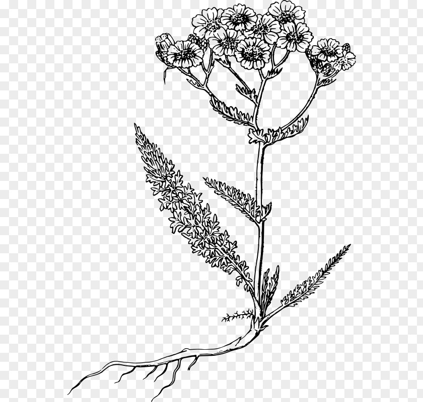 Herb Drawing Yarrow Clip Art PNG