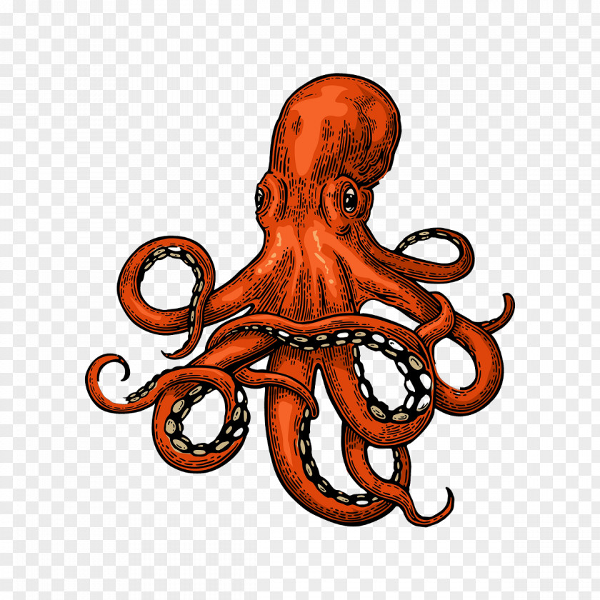 Octopus Squid Drawing PNG