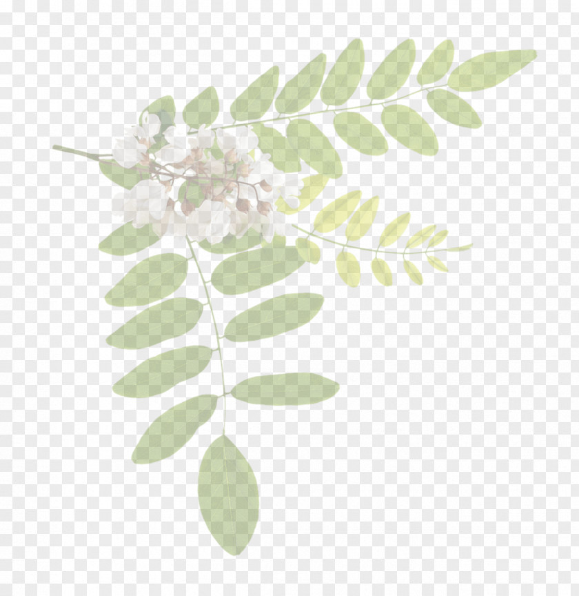 Plant Stem Twig Acacia Tree PNG