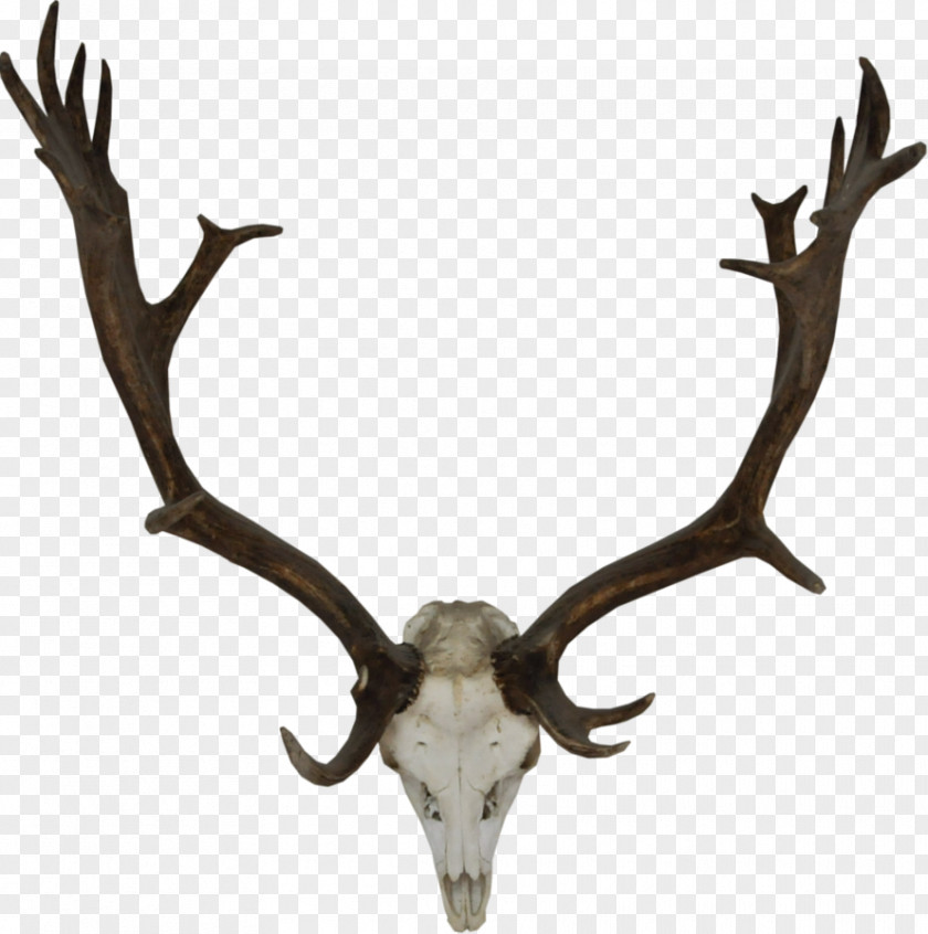 Reindeer Rudolph Antler Mule Deer PNG