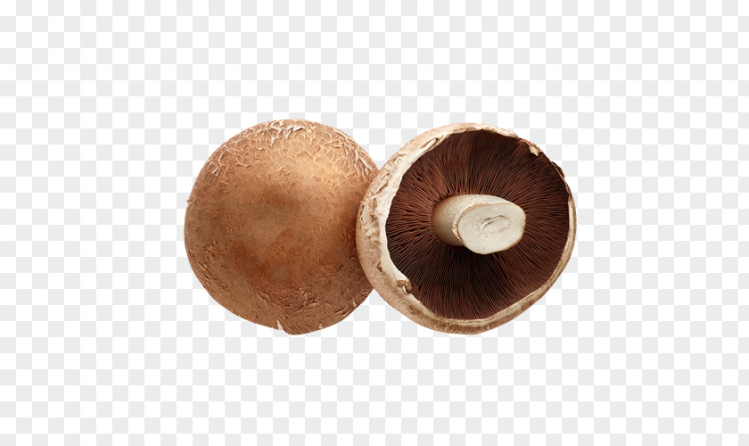 Shiitake Saxtorp Svamp AB GrönsaksMästarna Sverige Common Bean Pea PNG