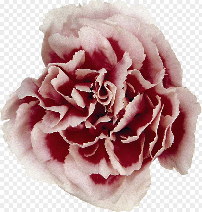 CARNATION Carnation Flower Syzygium Aromaticum Rose PNG