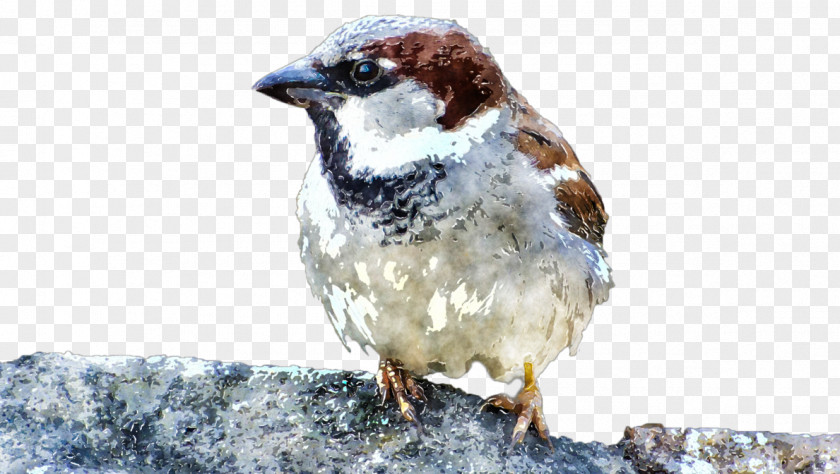Watercolor Painting House Sparrow PNG