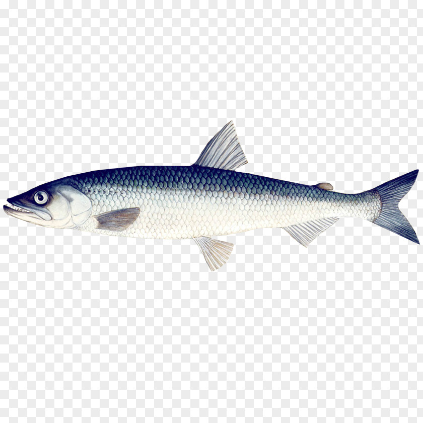 Fish Sardine Förderkreis Rettet Die Elbe Mühlenberger Loch Bony Fishes PNG