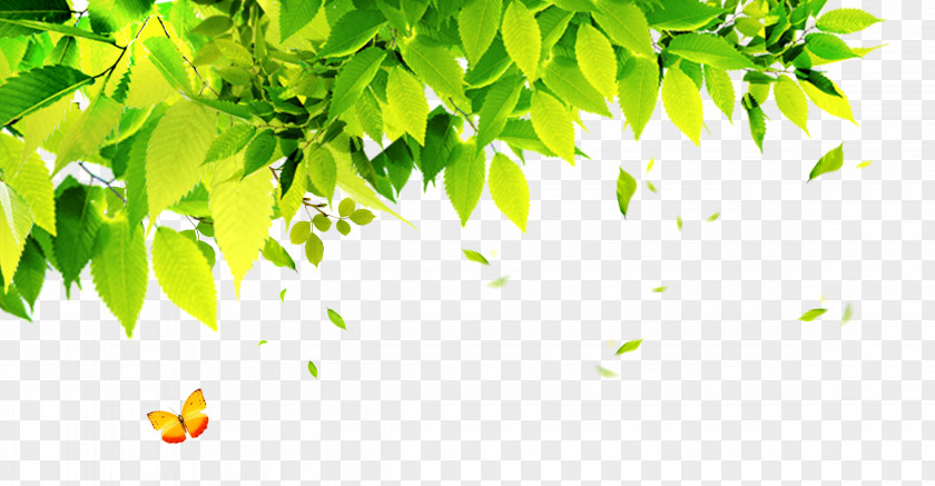 Leaf Poster Wallpaper PNG