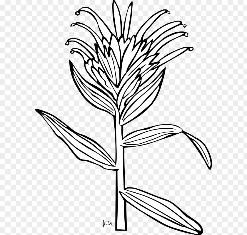 Public Domain Drawings Wyoming India Castilleja Miniata Linariifolia Clip Art PNG
