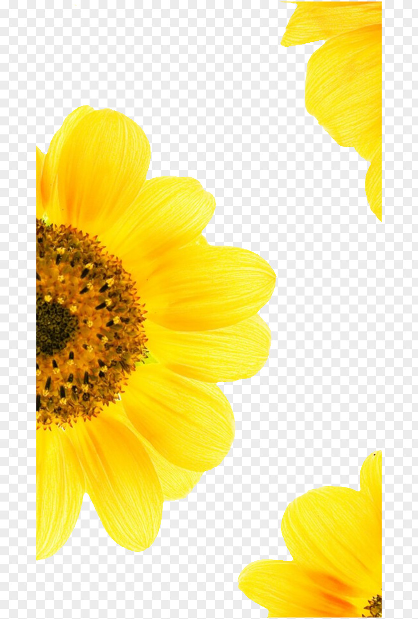 Sunflower Summer Common Download Google Images PNG