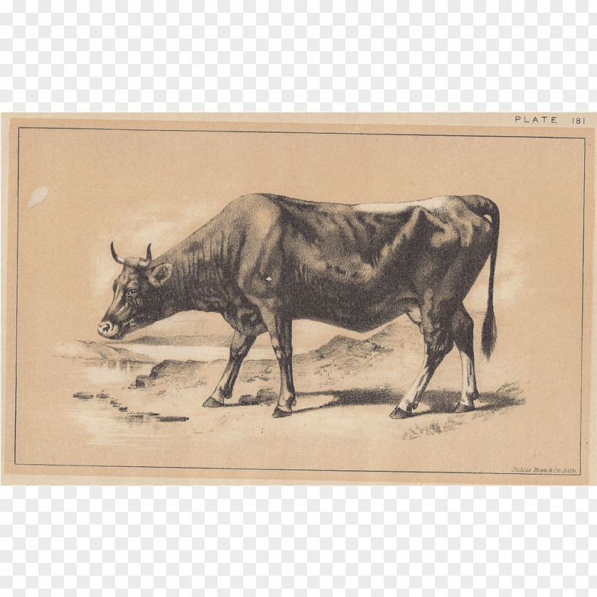 Bull Cattle Ox Drawing Fauna PNG