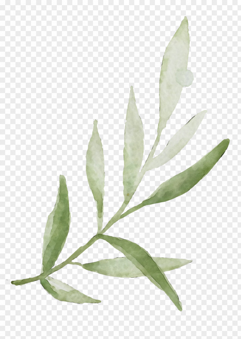 Eucalyptus Tree Plant Leaf Flower Flowering PNG