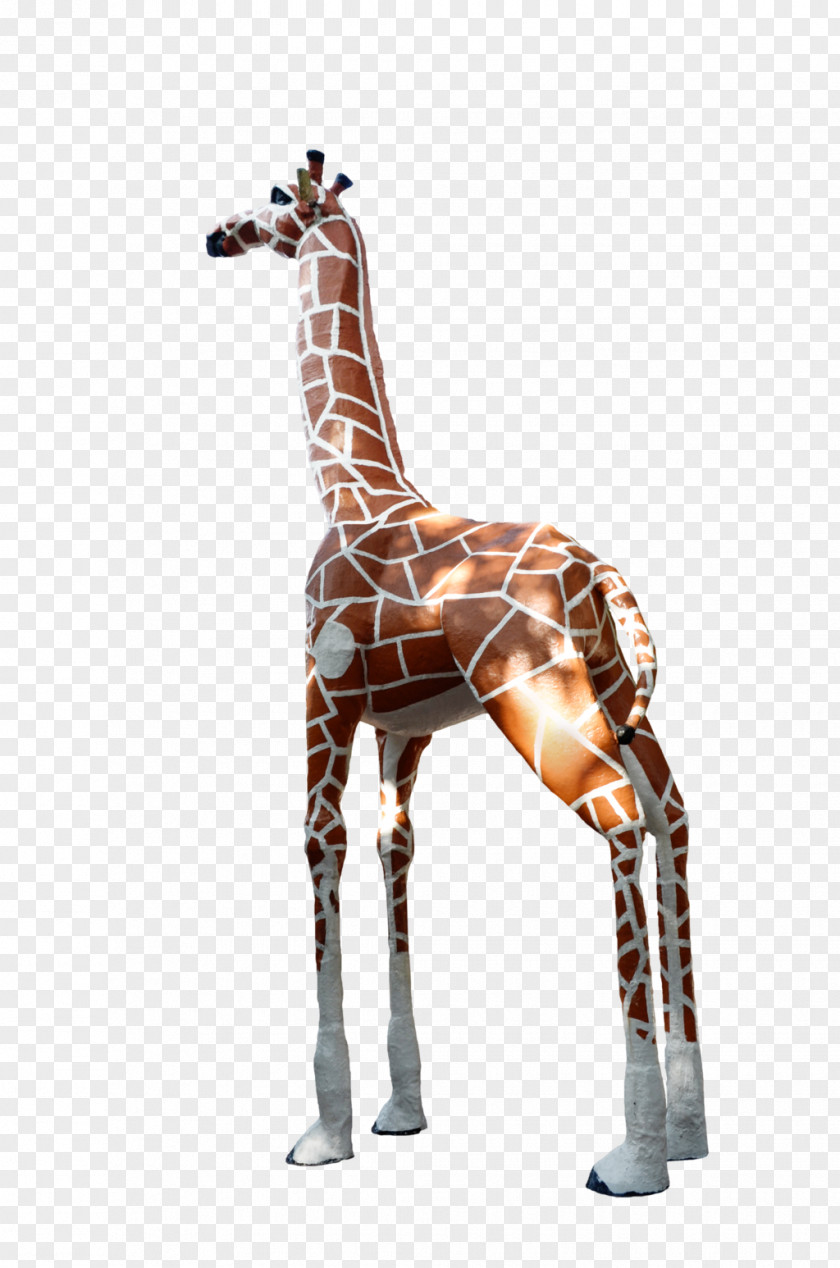 Giraffe Animal Mammal Neck Wildlife PNG