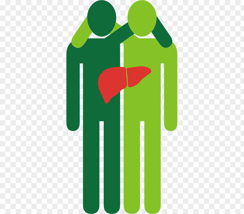 Liver Transplantation Organ Surgery Model For End-Stage Disease PNG transplantation for Disease, others clipart PNG