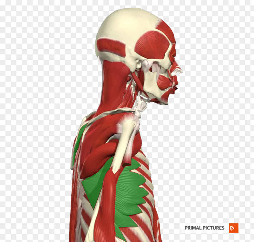 Skeleton Shoulder PNG