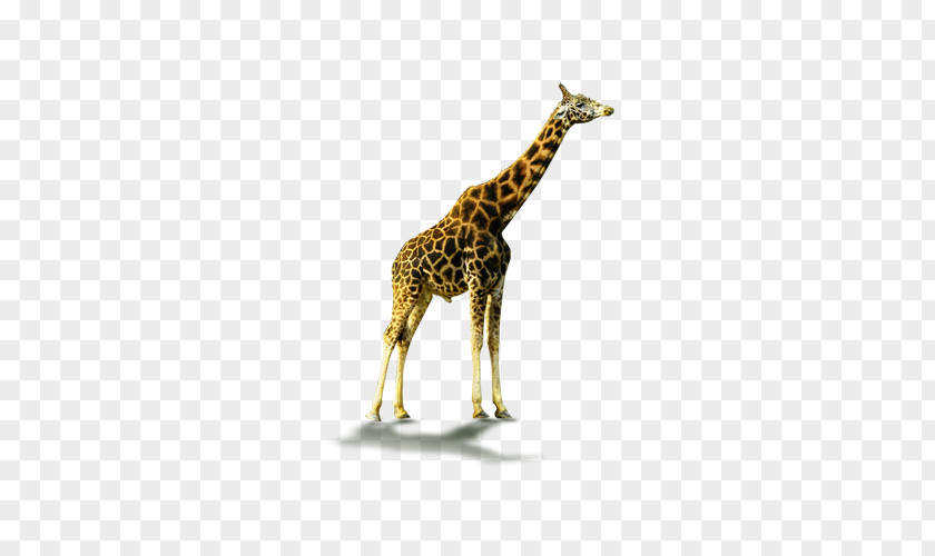 Giraffe Shaded Northern Download Computer File PNG