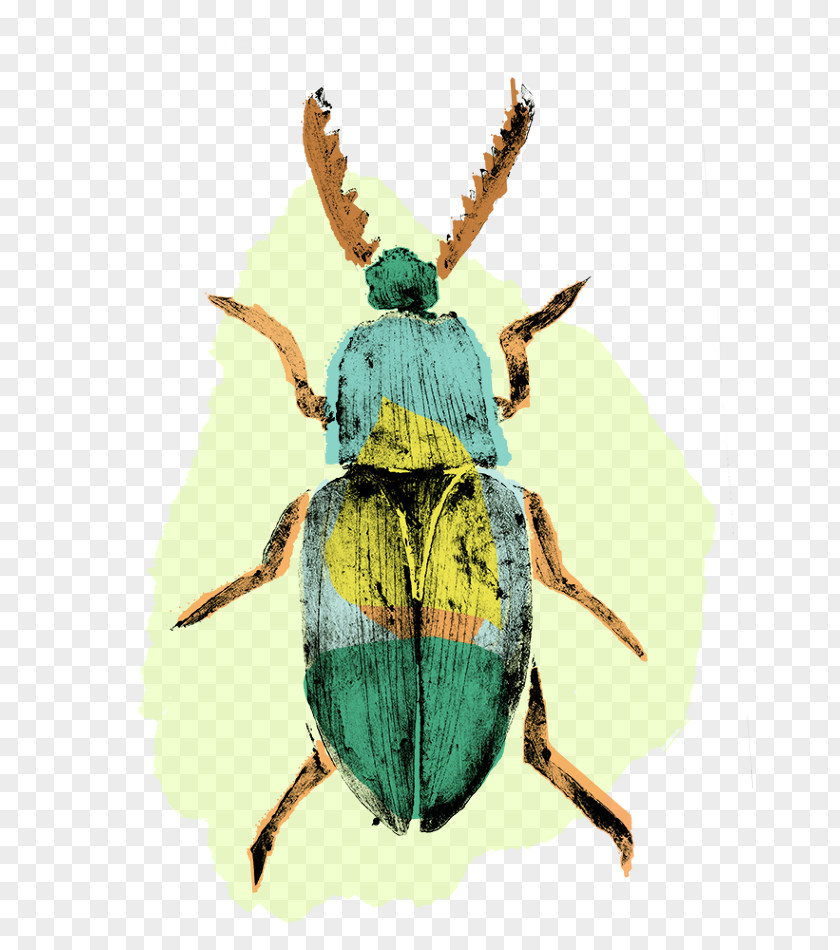 Insect Weevil Pollinator Pest Scarab PNG