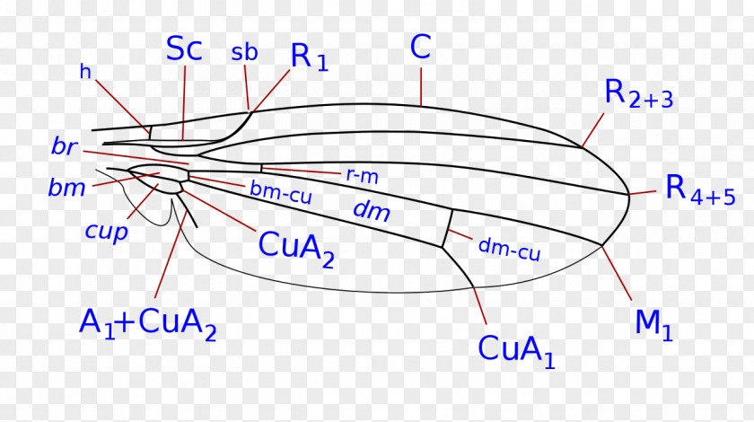 Line Point Organism Angle PNG