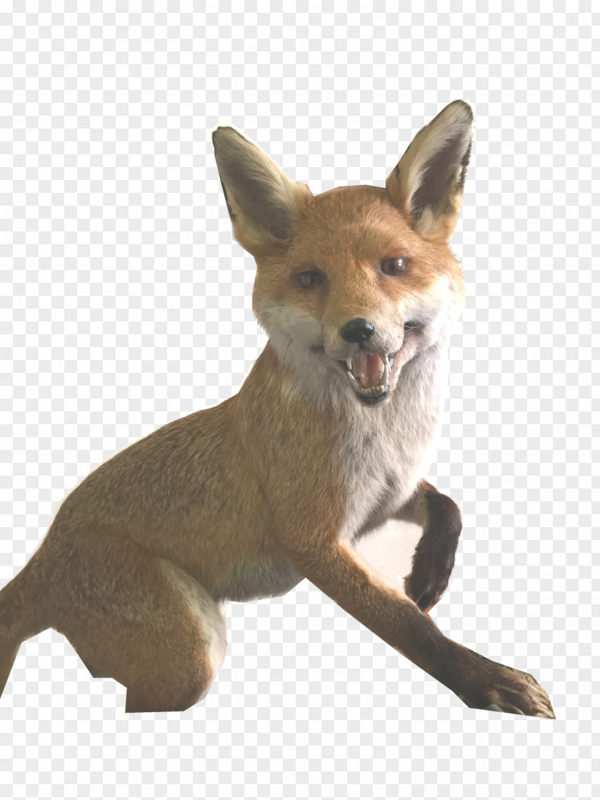 Mr Fox Red Coyote Dhole Dog Jackal PNG