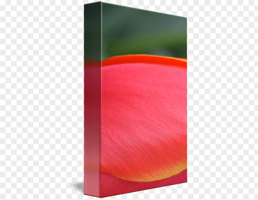 Orange Tulip Rectangle PNG