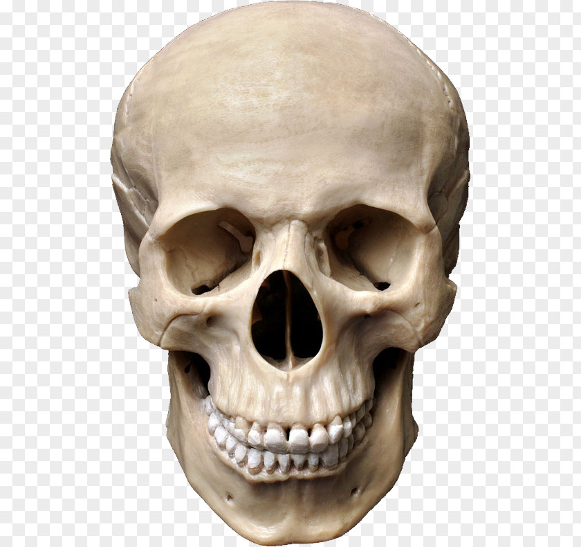 Skull Human Symbolism Stock Photography Anatomy PNG