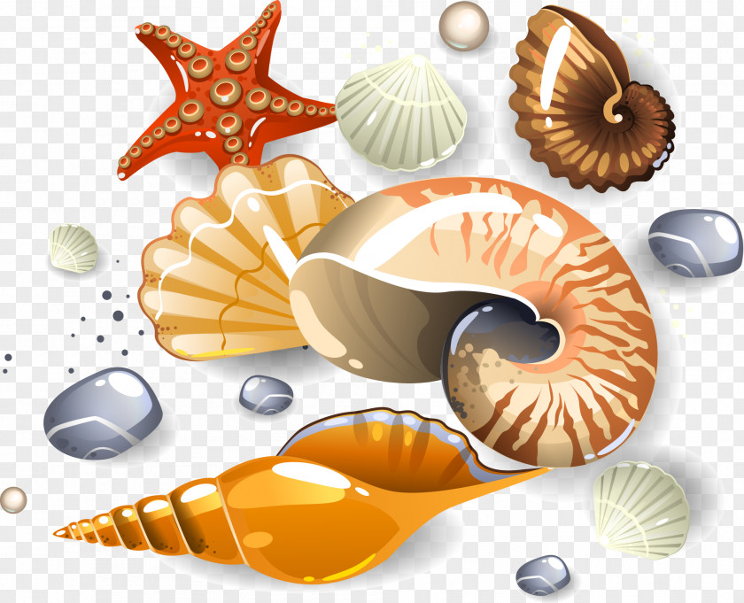 Vector Conch Seashell Euclidean Download Clip Art PNG