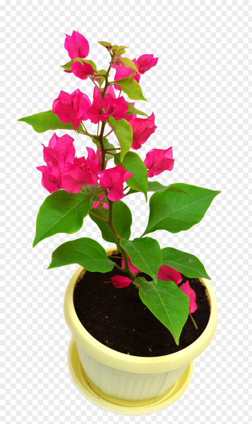 Bougainvillea Houseplant Glabra Vine Flowerpot PNG