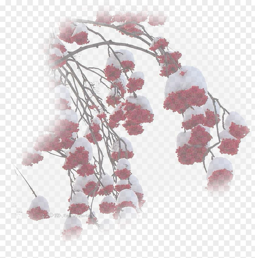 Cherry Blossom ST.AU.150 MIN.V.UNC.NR AD Pink M PNG