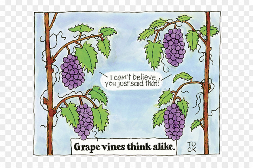 Grape Grapevine Cartoon .com Drawing PNG
