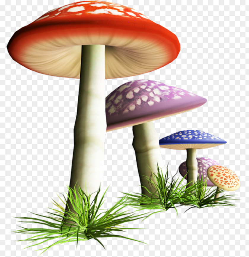 Mushroom Clip Art Illustration Image Desktop Wallpaper PNG