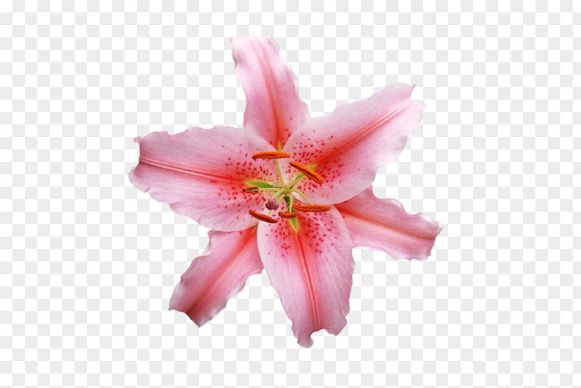 Red Lily Lilium White Photography Flower PNG