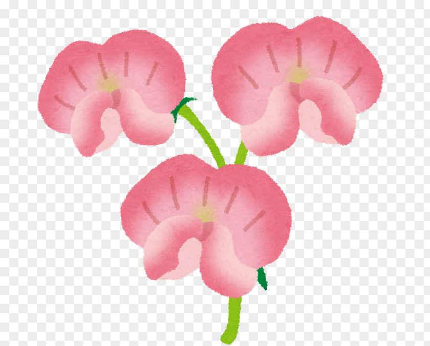 Sweet Pea Illustration Listeria Monocytogenes Hanakotoba Flower PNG