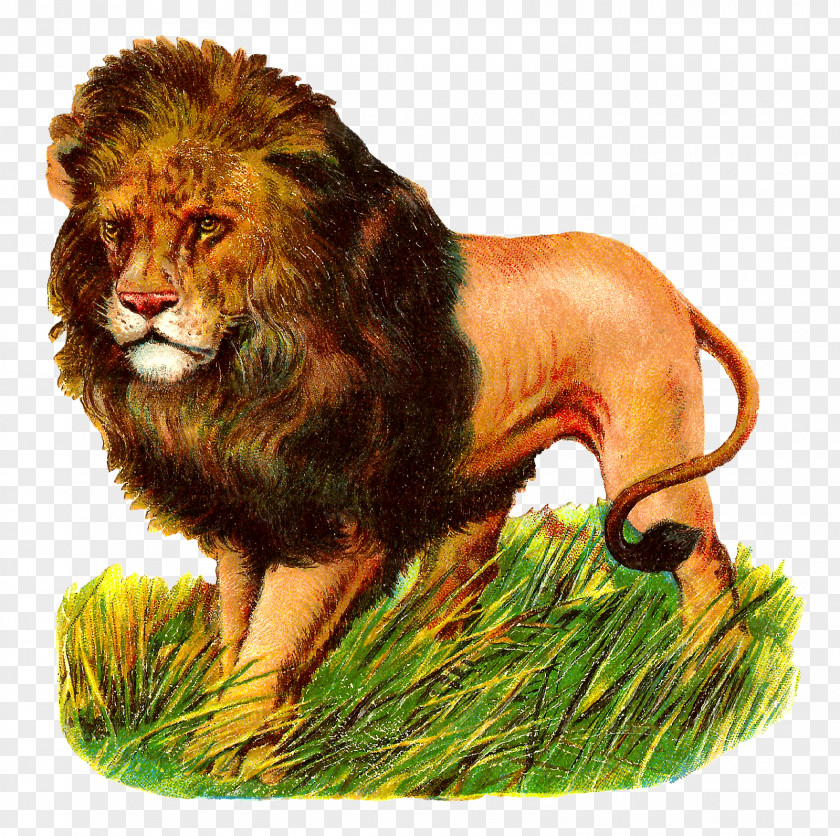 East African Lion Clip Art PNG