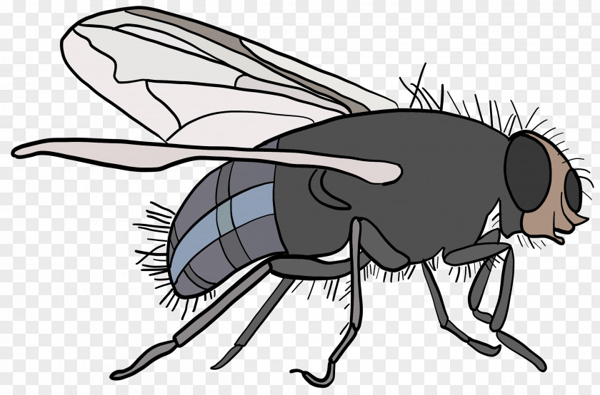 Fly Insect Honey Bee PNG