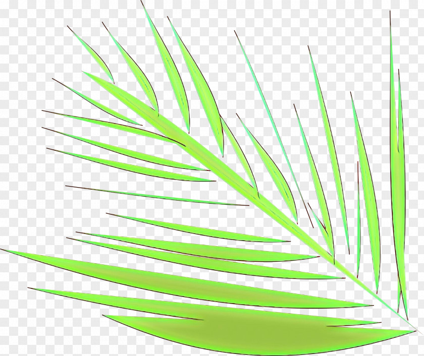 Leaf Grass Family Plant Line PNG