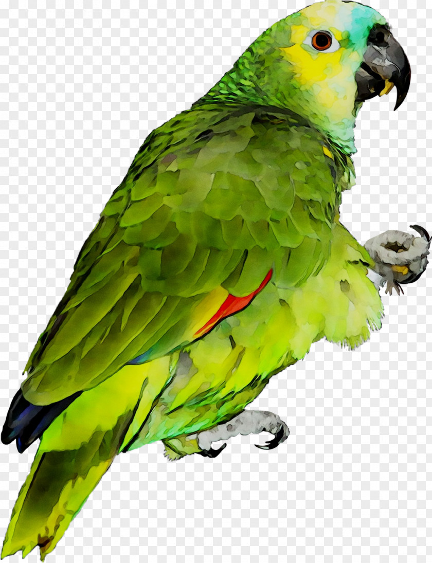 Lovebird Macaw Parakeet Feather PNG