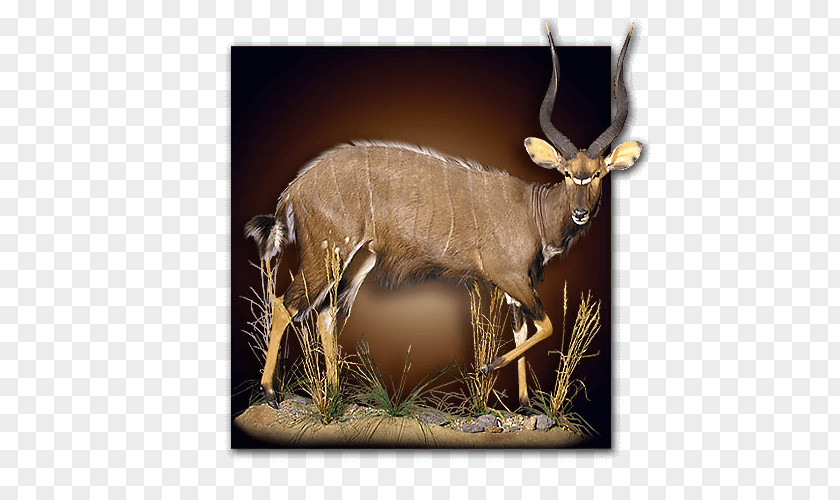 Reindeer Taxidermy Hunting Elk PNG