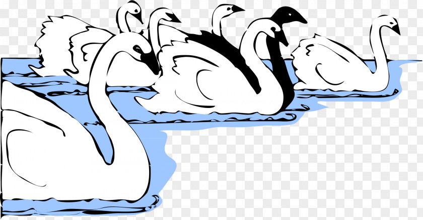 Swimming Black Swan Desktop Wallpaper Clip Art PNG