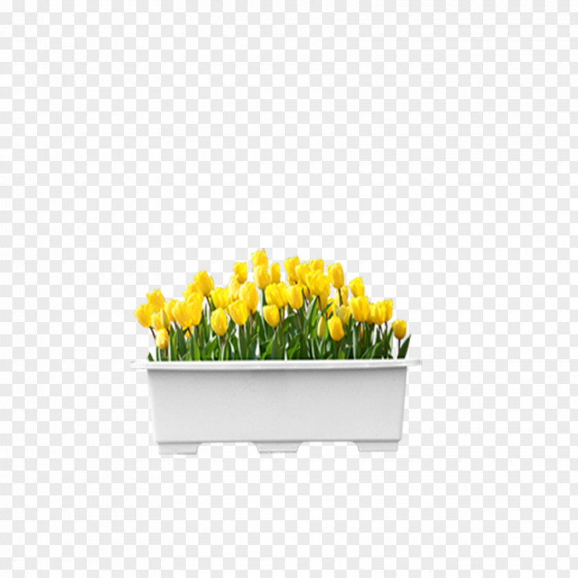 Tulip Flower Computer File PNG