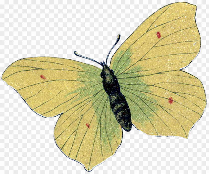 Butterfly Clouded Yellows Monarch Gossamer-winged Butterflies Silkworm PNG