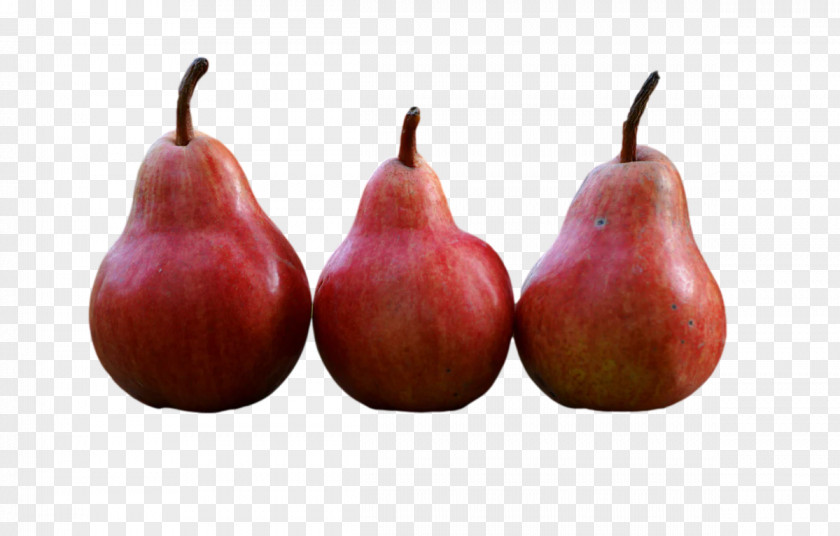 Fruit Tree PNG