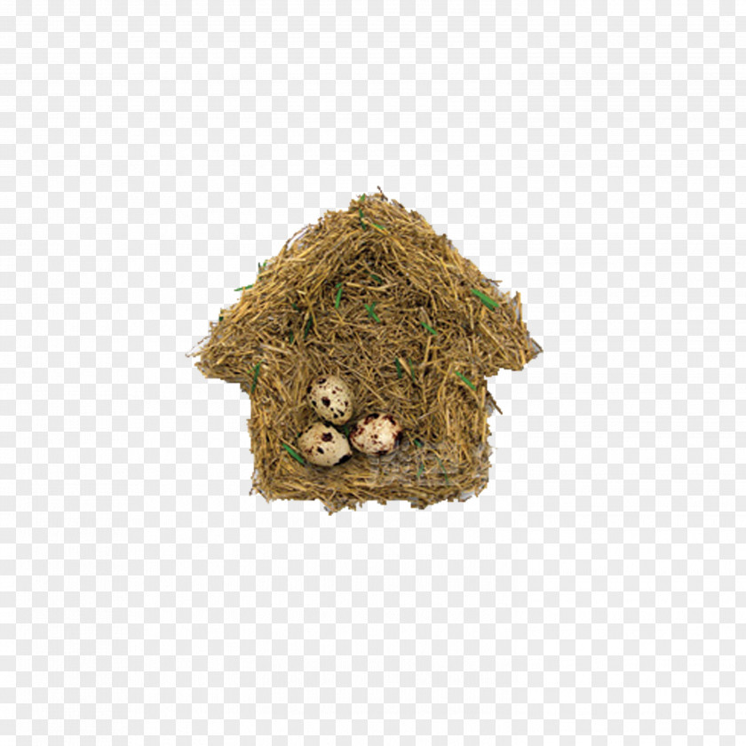 House Nest Bird Download PNG