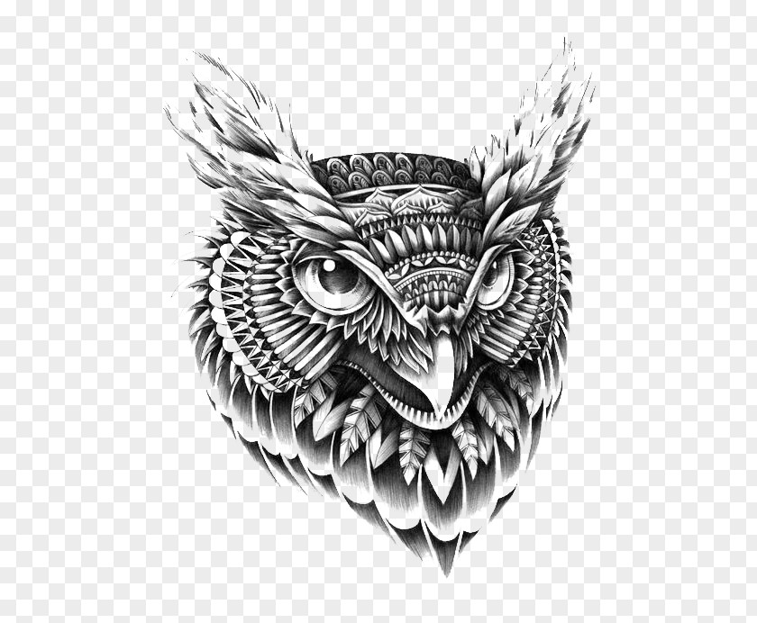 Owl Drawing Ornament Illustrator Illustration PNG