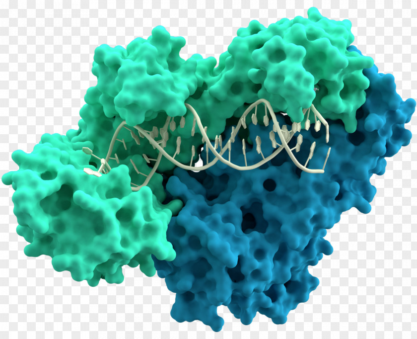 Polyhedrosis Virus Reverse Transcriptase DNA Polymerase Transcription Retrovirus RNA PNG