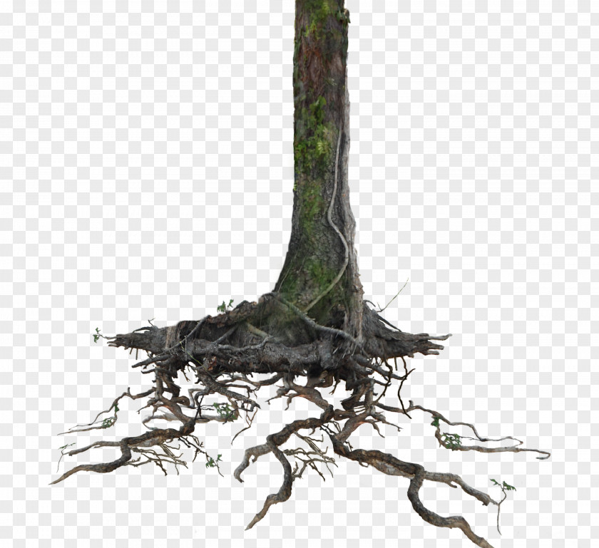 Root Tree Trunk Clip Art PNG