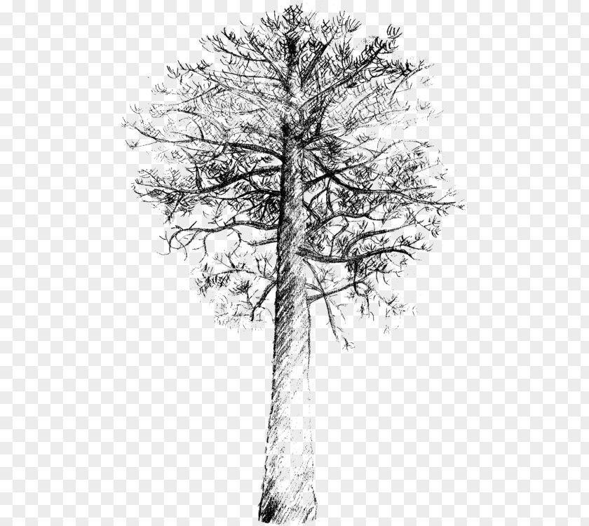 Blackandwhite Twig Tree Trunk Drawing PNG