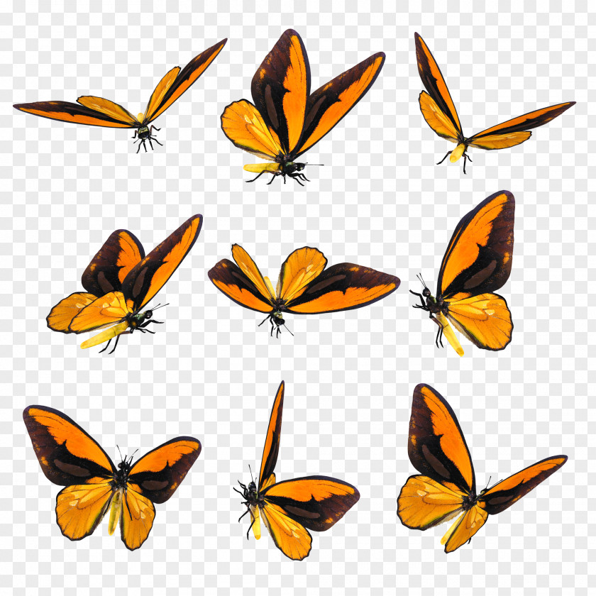 Butterfly Drawing Blog Clip Art PNG