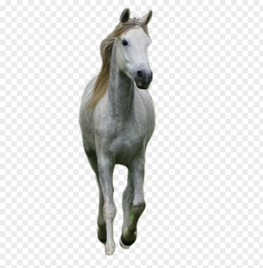 Horses Foal Stallion Mustang Colt Pony PNG