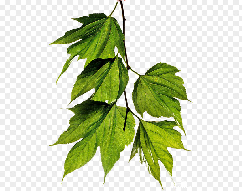 Leaf Twig White Mulberry PNG